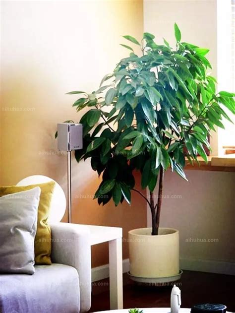 适合室内盆栽的植物,适合屋里的盆栽,适合室内的盆景(第14页)_大山谷图库
