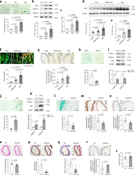 CD44与血管内皮细胞自噬下降和衰老有关,Nature Communications - X-MOL