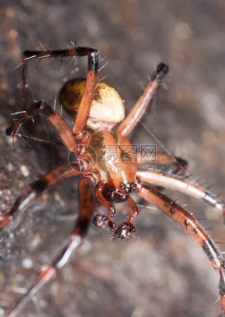 欧洲山洞蜘蛛岩石上的梅塔m高清图片下载-正版图片504398109-摄图网