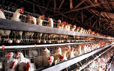 农村养鸡这三件事不要做 - 养鸡技术 - 第一农经网