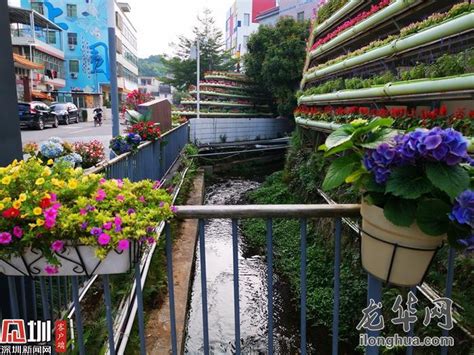龙华“三位一体”治水绿色发展新道路提升居民幸福感_龙华网_百万龙华人的网上家园