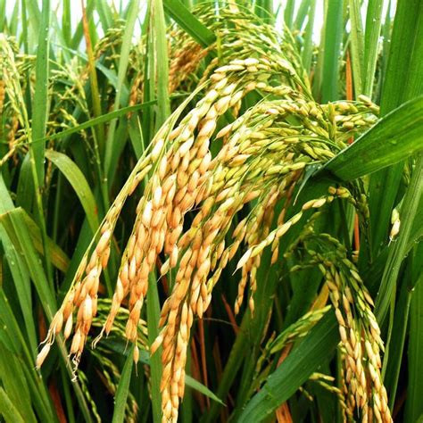 中国水稻种植区划_双季稻