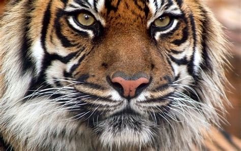 老虎吃肉时有人觊觎，结果老虎发挥了，一看表情有点萌|兽性|吃肉|支架_新浪新闻
