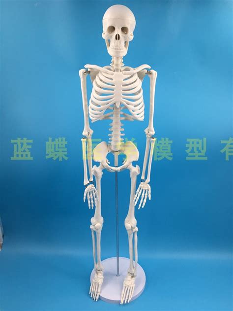 完整人体骨架-3D打印模型下载-3D工场 3Dworks.cn