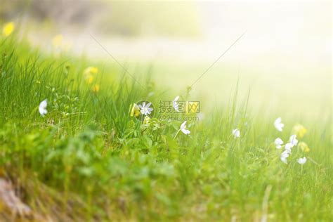 在一个绿色草甸的领域花在春天晚上日落侯高清图片下载-正版图片504349744-摄图网