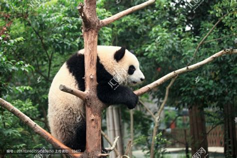 两只熊猫在树上睡觉高清图片下载_红动网