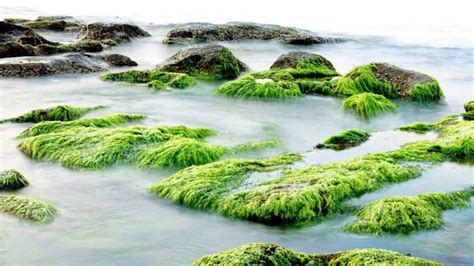 黄海浒苔绿潮的复杂起因、遗留效应与防控策略—论文—科学网