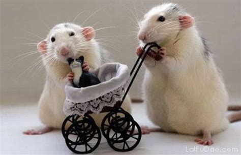 鼠爸爸和马妈妈生什么宝宝好 妈妈属马孩子属鼠-周易算命网