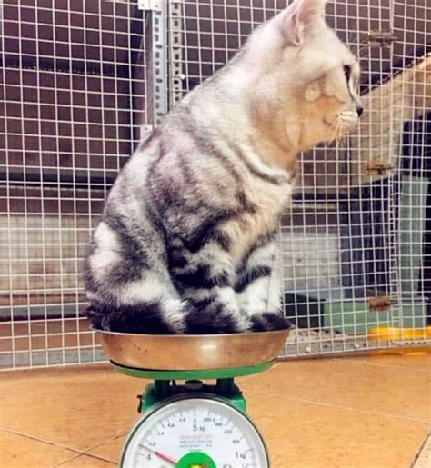 猫咪体重参照图 虎斑猫正常体重参照图_宠物百科 - 养宠客