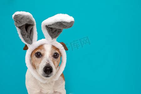 受惊的兔子摄影图片-受惊的兔子摄影作品-千库网