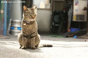 虎皮猫图片