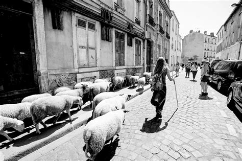 街道上的羊群高清图片下载-正版图片600439510-摄图网