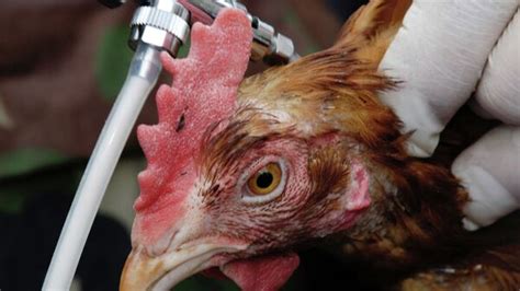 台湾经历十年来最严重禽流感疫情 - 2015年2月3日, 俄罗斯卫星通讯社