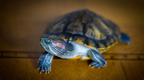 红脚乌龟在白色的高清图片下载-正版图片507035033-摄图网