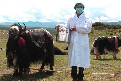 【西藏自治区】西藏高原之宝牦牛乳业股份有限公司——质量月_中国质量网