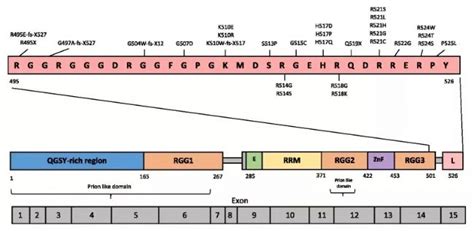 Fus基因敲除小鼠的表型介绍与应用_生物器材网