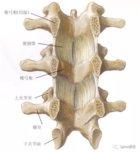 棘上韧带位置图图片