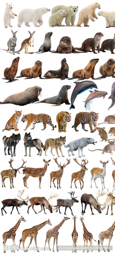哺乳动物合集免抠素材图片设计图__图片素材_其他_设计图库_昵图网nipic.com