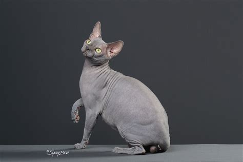 斯芬克斯猫(Sphynx)又称加拿大无毛猫体图片