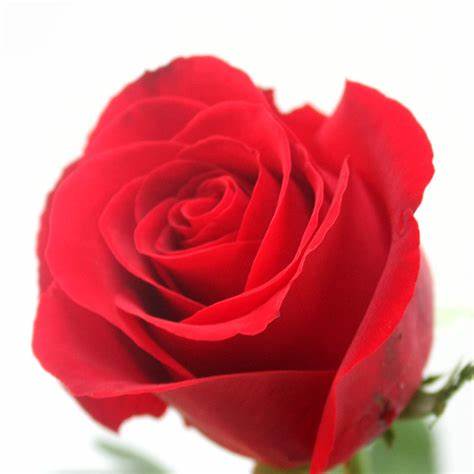 卡罗拉和红玫瑰哪个好看