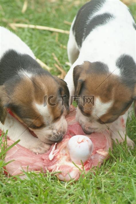 猎犬犬吃肉高清摄影大图-千库网