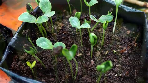 如何在阳台成功种西瓜，盆栽西瓜种养小窍门教给你！_种植