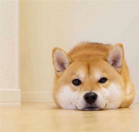 非主流的狗子头像