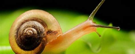 蜗牛是益虫还是害虫，附生长的环境和品种 - 农敢网