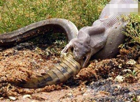 四川出现120米大蛇 19年宜宾地震震出120米巨蛇系谣言_奇闻异事 - 1316世界之最