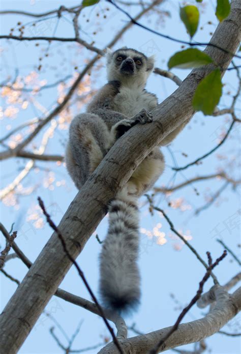 著名的马达加斯加 Maki 狐猴，环尾狐猴。高清摄影大图-千库网
