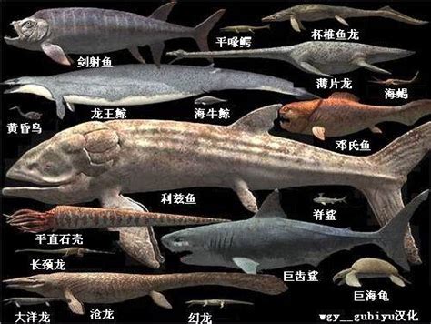 史前十大最强悍的海洋生物，邓氏鱼上榜，第五被认为是现代鲸的祖先(3)_排行榜123网