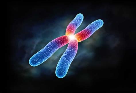 染色体结构变化会对健康有什么影响-遗传病生育网