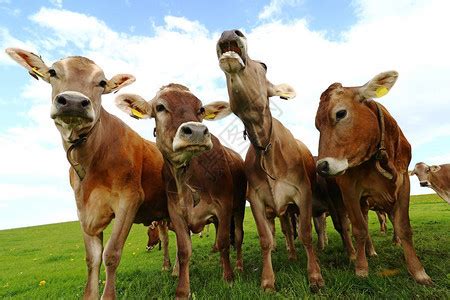 奶牛图片-绿色草地上的奶牛素材-高清图片-摄影照片-寻图免费打包下载