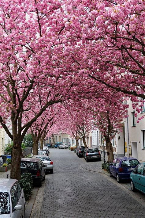 小区道路两侧盛开的樱花图片 - 免费可商用图片 - CC0素材网