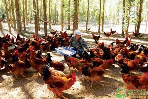林地生态养鸡密度与养殖规模的关系-农村土地网