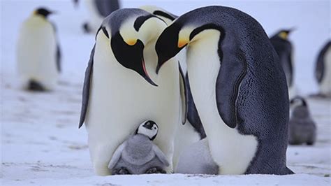 企鹅群里有特务(PENGUINS - SPY IN THE HUDDLE)-纪录片-腾讯视频