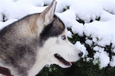 西伯利亚雪橇犬为何又叫“哈士奇”呢? 哈士奇名字的由来|哈士奇|西伯利亚|由来_新浪新闻