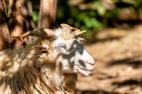 山羊的公羊农庄中以高清图片下载-正版图片504142923-摄图网