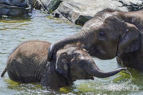 每一只小象，都是象群里的宝贝，为何大象会格外宠爱幼崽？ - 知乎