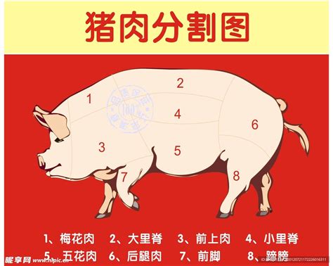 猪肉分割示意图图片免费下载_PNG素材_编号z2ri3j2d8_图精灵