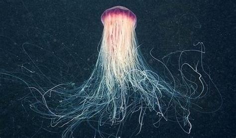 世界上“最大”的水母，触手长达40多米，堪称海洋霸主|水母|触手|多米_新浪新闻