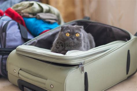 猫坐在手提箱或袋子里等待旅行随高清图片下载-正版图片505234785-摄图网