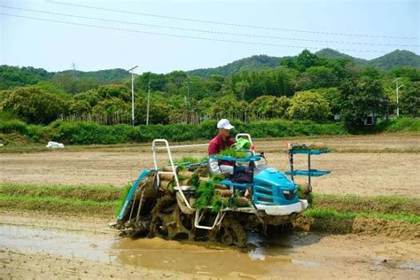 4月20日，蓝山县塔峰镇八甲村，村民正在进行早稻机械插秧作业|机械|八甲|插秧_新浪新闻