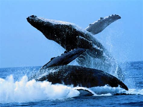一只成年的蓝鲸，每天大约要吃掉4000万只磷虾_腾讯视频