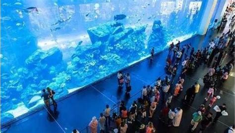 柳州水族馆想死的鱼看懂吗？ - 帝王三间鱼 - 广州观赏鱼批发市场