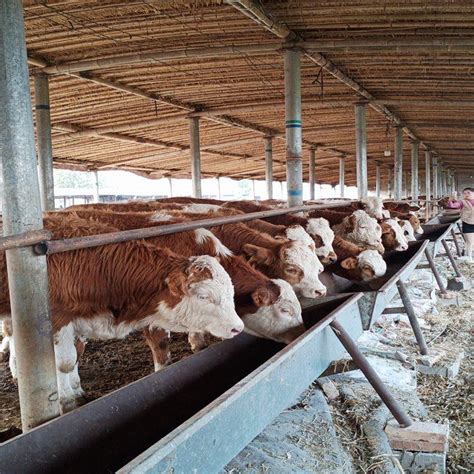 出售牛犊西门塔尔牛场 出售牛犊西门塔尔牛场-食品商务网
