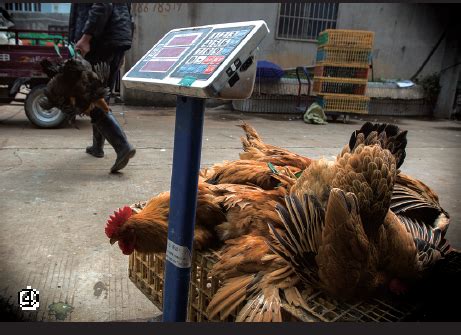 活鸡市场价多少钱一斤（蛋价走跌） - 羊城网