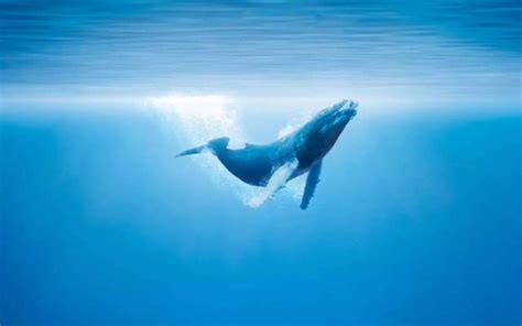一鲸落万物生(动物手机动态壁纸) - 动物手机壁纸下载 - 元气壁纸