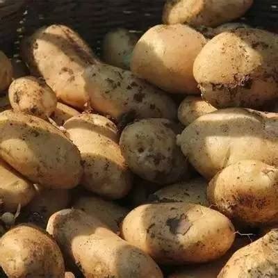 【特色产业】巫山高山土豆入驻深圳超市受青睐