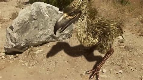 日本首次发现恐龙时代“鸽”化石，比孔子鸟晚，或改写鸟类进化史_凤凰网
